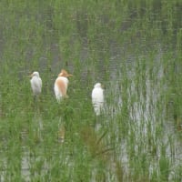 見つけたアマサギ