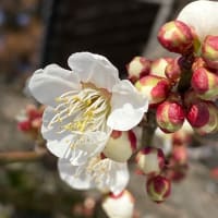 梅の花