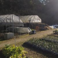 寒中の菜園
