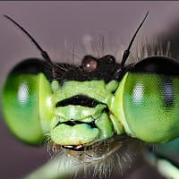'25 昆虫の頭・顔  ～アオモンイトトンボ（オス）～