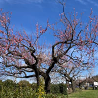 東谷山フルーツパークの梅