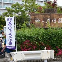 花しょうぶの彩りを楽しむ油ヶ渕の水辺と応仁寺-2