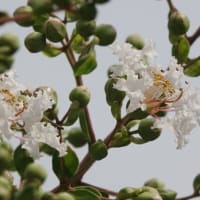 サルスベリ　〈百日紅の白い花〉　