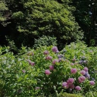 岩船寺の紫陽花