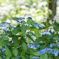 川のほとりの庭園。