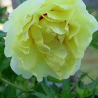 ５月始めなのに３０℃予報、「黄色い牡丹」一気に開花。