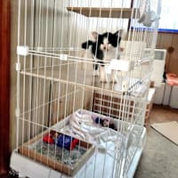 姉宅の保護猫、その後