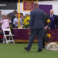 ドッグショーのペキニーズ  by Pekingese | Breed Judging 2020