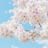 杉田百合子は春が好き