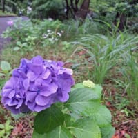 渡邊雄太が日本代表活動を断念！アジアカップ欠場で「一から体を作り直す事に専念」と明かす・・・　今日！