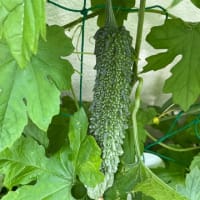 6月も明日で終わりですね