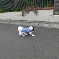 散歩に行けませぬ