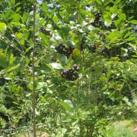 蒸し暑い日で早々と山小屋から退散です