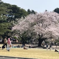 今年の桜は長く楽しめたーそして栃木へ