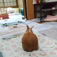 目覚ましちゃる
