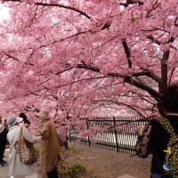 淀の河津桜