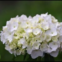 「小野池あじさい公園」の  アジサイ
