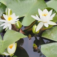 つつじヶ丘公園の紫陽花と睡蓮