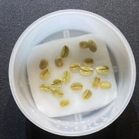 コーヒー豆をまきました