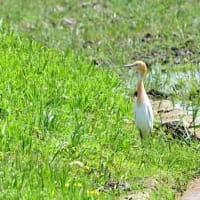 ブランドバッグ通販サイト 野鳥はともだち その他