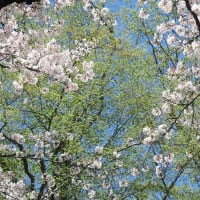 桜が満開の狭山稲荷山公園と狭山市立博物館へ（埼玉・狭山）