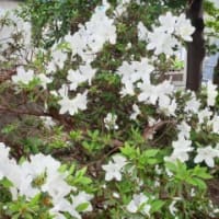 　我が家の庭のツツジたち・・