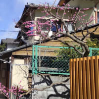 桃の節句、三人の歌姫