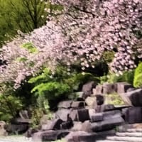 山桜も満開です。