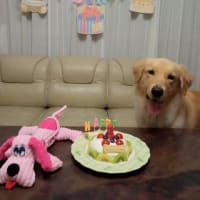 メープル　1歳になりました！