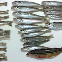 O様のボート釣行（金沢八景、相川ボート）。