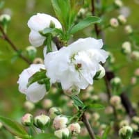 上品な純白、八重の「庭桜」満開。