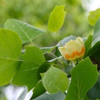 タイサンボクとユリノキとセンダンの花