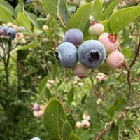 ブルーベリー食べ頃です！上弦のお月様