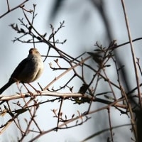 06/27探鳥記録写真：２０２５年4月に出会った鳥たち①