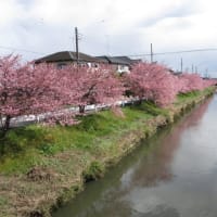 河津桜