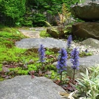 牡丹の花開く