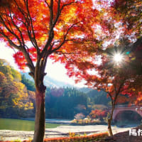 紅葉、黄葉　あ～～高揚