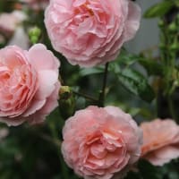 雨風が酷かったけどよく散らなかったな～🌹