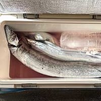 F様のタチウオジギング（長浦）。