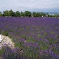 真夏日が続いています