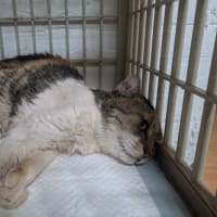 サクラが…
