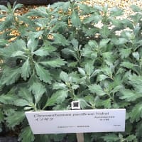 姫百合、フジバカマ・・・京都薬用植物園