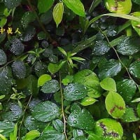北庭のガマズミの葉濡れる梅雨の雫
