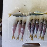 鯵釣り