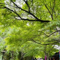 貴船神社、貴船川床料理、大原三千院、バスツアー