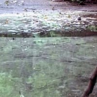 海鳥のサンクチュアリ　天売島と森林浴を楽しむメルヘンの焼尻島　５６回目　焼尻島