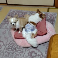 なにか良い事ないかな？