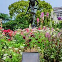薔薇と遊ぶ