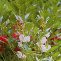 鳳仙花　