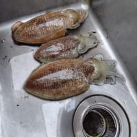 愛嬌のある顔です